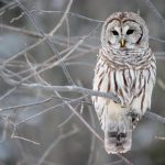 barred-owl-572x382