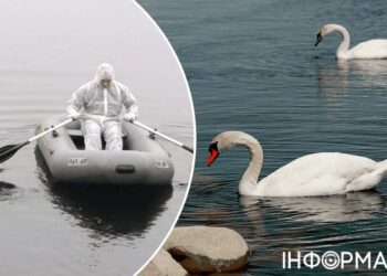 На Київщині виявили пташиний грип: у Борисполі оголошено карантин