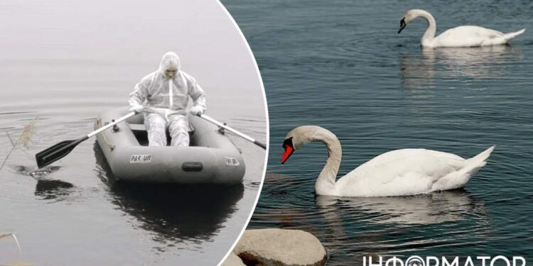 На Київщині виявили пташиний грип: у Борисполі оголошено карантин