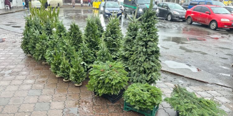 У столиці відкрили ялинкові ярмарки: перші ціни та асортимент