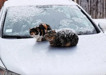 Морози випробовують нашу людяність: ДСНС закликає не залишати безпритульних тварин наодинці з холодом