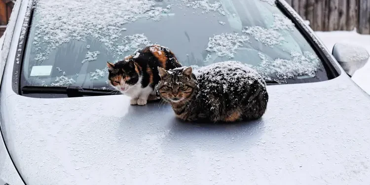 Морози випробовують нашу людяність: ДСНС закликає не залишати безпритульних тварин наодинці з холодом