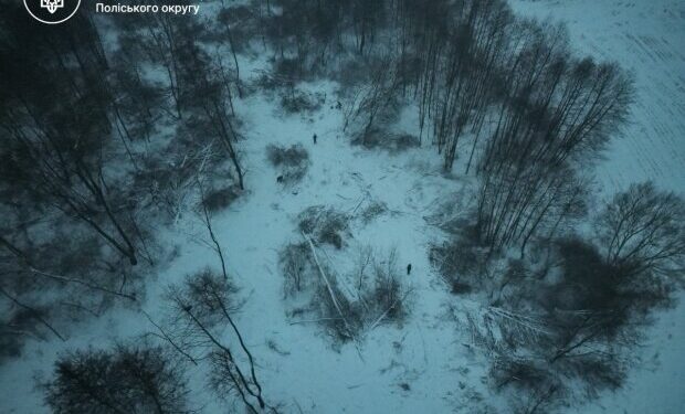 Масштабна розправа над лісом: на Житомирщині за один раз знищили понад 300 дерев, завдавши збитків на мільйони