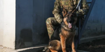 Зворотна еволюція собак – наслідки війни в Україні для тварин