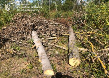Інспекція звернулася до суду щодо стягнення майже 1,9 млн грн збитків за незаконну порубку лісу в Хорошівській громаді на Житомирщині