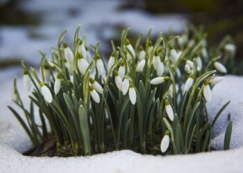 Проліски за 3600 гривень: які штрафи загрожують українцям за продаж первоцвітів