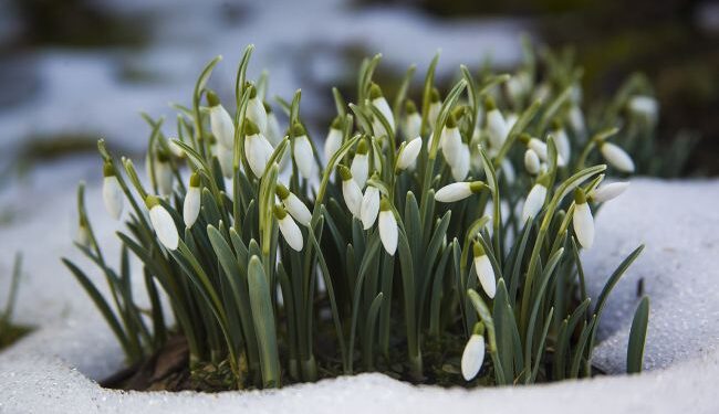 Проліски за 3600 гривень: які штрафи загрожують українцям за продаж первоцвітів