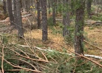 Володимирецька громада на Рівненщині має відшкодувати понад 13,5 млн грн за незаконну вирубку лісу на її території