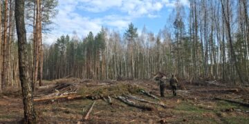 Екоінспекція Поліського округу виявила масштабні незаконні рубки на Житомирщині: понад 11 тисяч пнів і більше 36 млн грн збитків