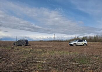 Майже 10 млн грн шкоди: на Житомирщині зафіксовано масову незаконну порубку 955 дерев