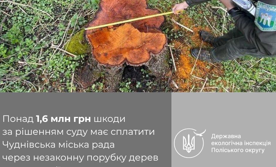 Суд зобов’язав Чуднівську міську раду відшкодувати понад 1,6 млн грн шкоди за незаконну порубку дерев на території громади