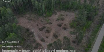 На території Ковельського району виявлено масштабну незаконну порубку дерев. Сума збитків становить понад 16,5 млн грн