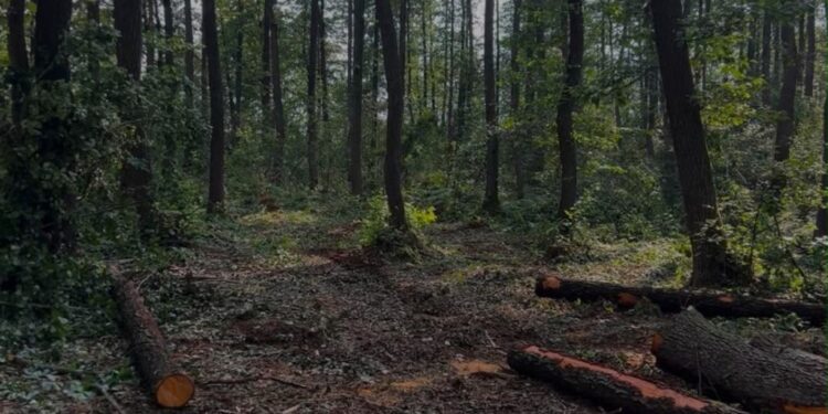 На території одного з лісогосподарських підприємств Волинської області виявлено незаконну порубку близько 450 дерев. Збитки становлять понад 5 млн гривень.