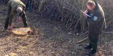 Майже 20 мільйонів збитків природі за тиждень: Держекоінспекція викрила масштабне нищення лісів та злив нечистот на Одещині