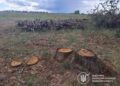 «Чорні лісоруби» знищили майже 200 дерев біля Михайлівки: розмір шкоди більше 3 мільйонів гривень