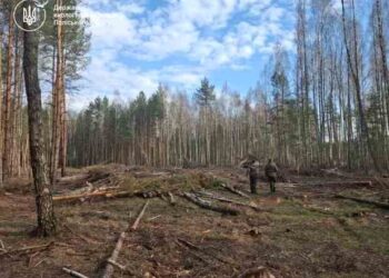 Гори тирси замість дерев: ДП «Ліси України» програло апеляцію і заплатить понад півтора мільйона гривень за отруєння лісу на Житомирщині