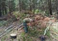 На Рівненщині ДЕІ Поліського округу виявила незаконну рубку 780 дерев, збитки перевищили 5,6 млн грн