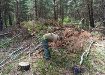 На Рівненщині ДЕІ Поліського округу виявила незаконну рубку 780 дерев, збитки перевищили 5,6 млн грн