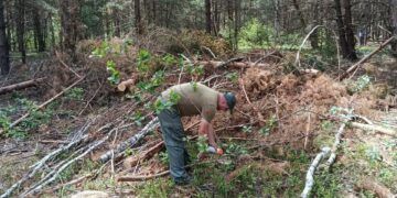 На Рівненщині ДЕІ Поліського округу виявила незаконну рубку 780 дерев, збитки перевищили 5,6 млн грн