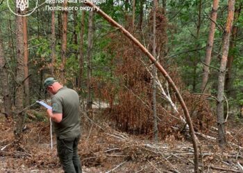 849 дерев знищено незаконною рубкою на Рівненщині: збитки для довкілля перевищили 2,7 мільйона гривень