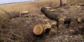 Незаконна порубка дерев завдала довкіллю збитків на понад 1 мільйон гривень